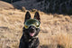 Hundebrille Größe L