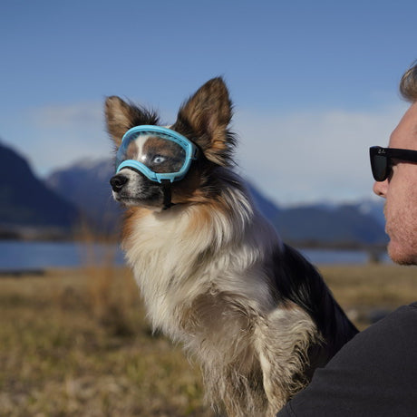 Rex Specs Hundebrille Größe S
