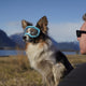 Hundebrille Größe S