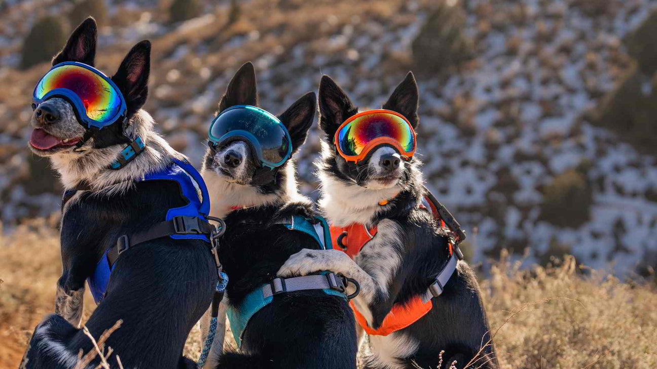Hunde mit Brille und mit neuem Hunde-Geschirr von rex Specs