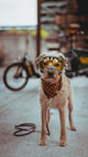 Hundebrille Größe M