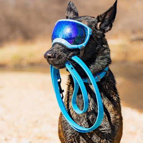 hund mit rex specs hundebrille trägt blaue leine im maul