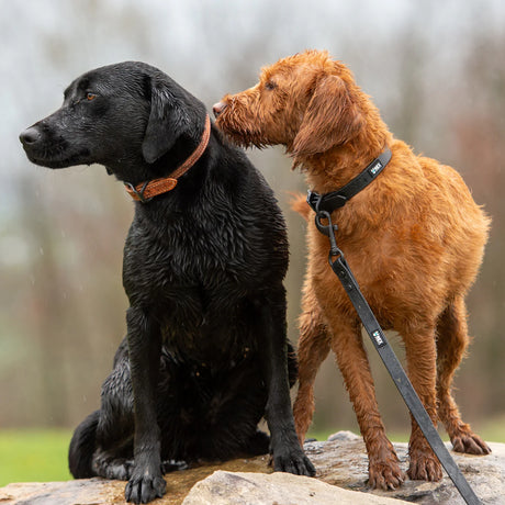 zwei Hunde braun und schwarz mit wetterfesten Halsband und leine