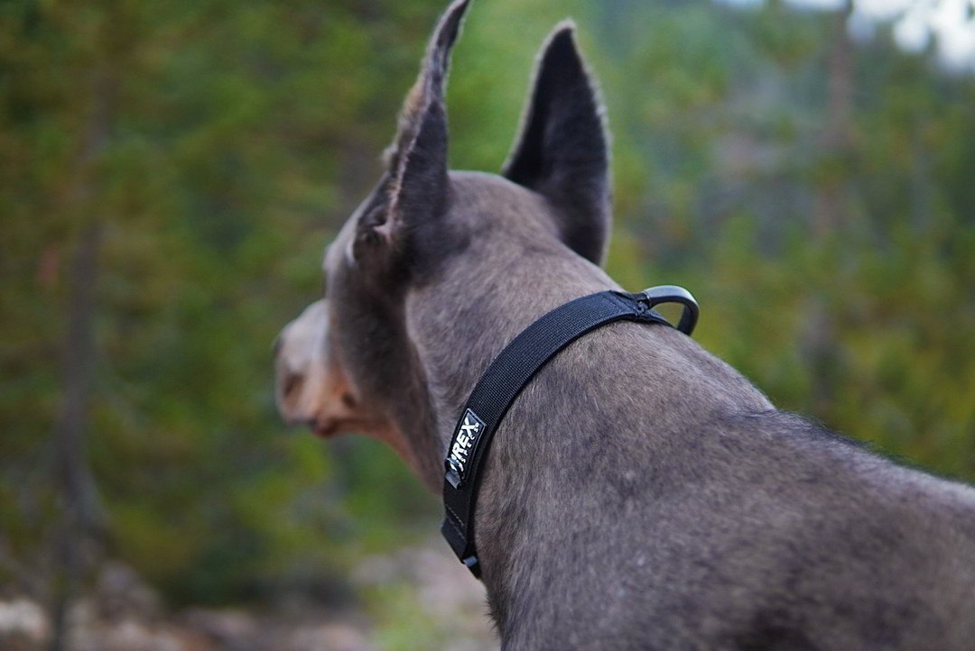 Hundehalsband Trailhead Collar