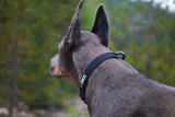 Hundehalsband Trailhead Collar