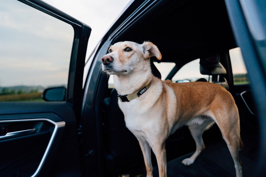 Hundehalsband Trailhead Collar