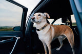 Hundehalsband Trailhead Collar