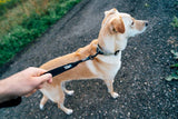 Rex Specs Trailhead Leash Single, vielseitige Hundeleine