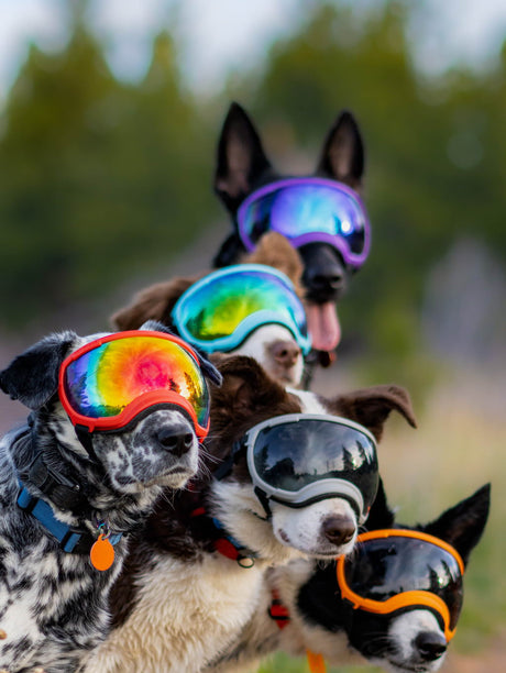 fünf hunde tragen die hundebrille von rex specs in verschiedenen farben
