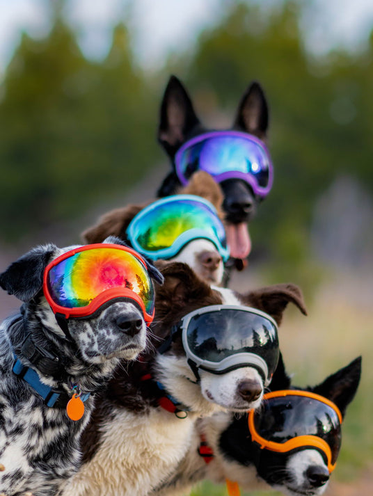 fünf hunde tragen die hundebrille von rex specs in verschiedenen farben