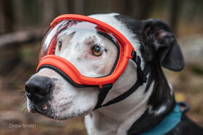 hund trägt eine hundebrille von rex specs farbe orange
