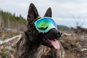 deutscher schäferhund mit rex specs hundebrille in farbe mint