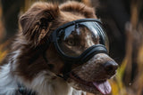 australian shepherd mit hundebrille von rex specs farbe schwarz