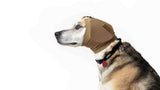 Hund mit hundegehörschutz ear pro von rex specs