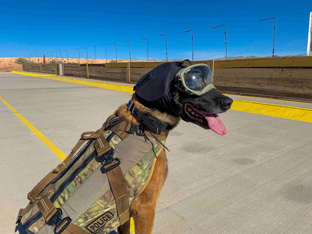 Hundegehörschutz Rex Specs Ear Pro