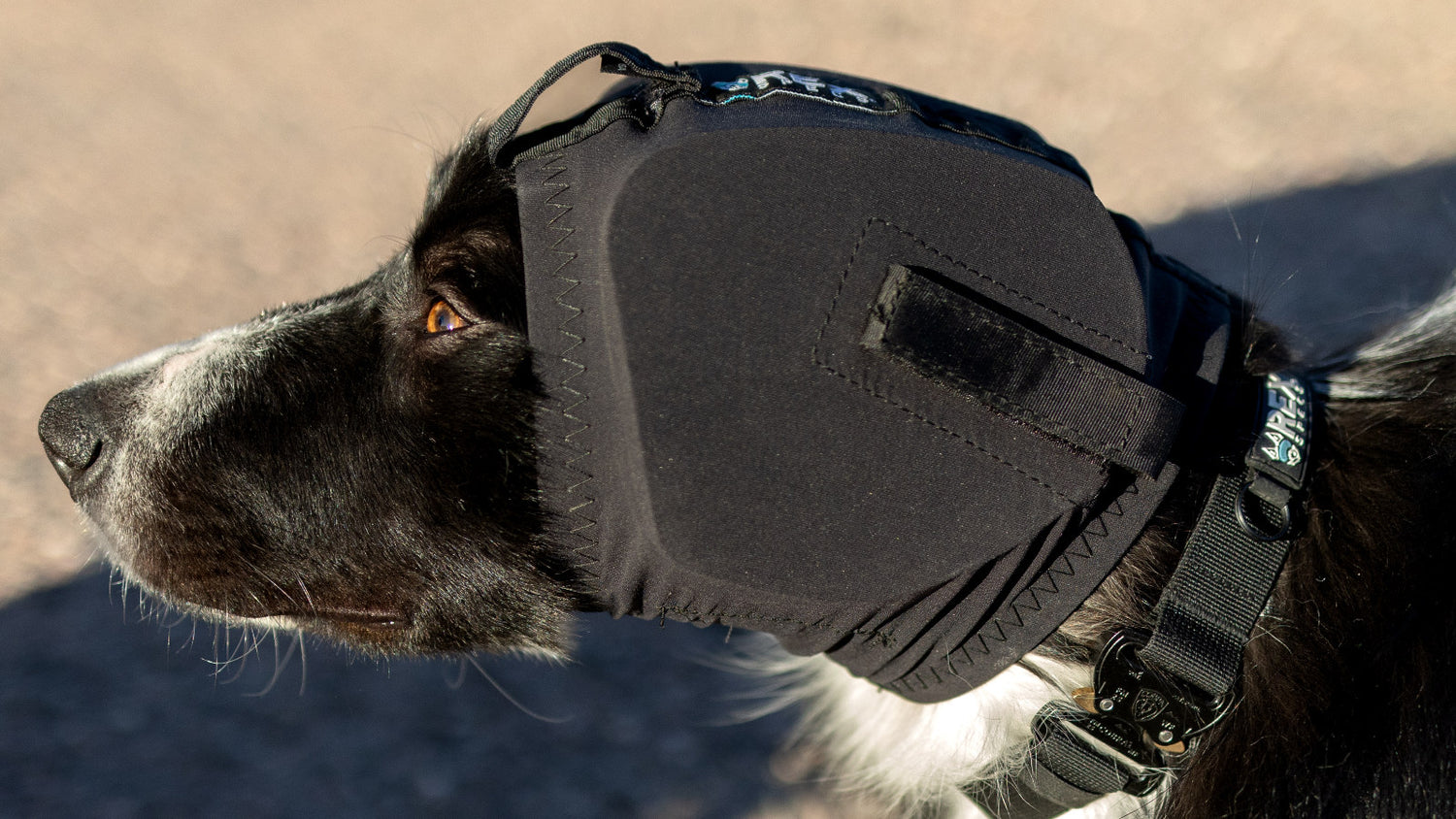 Hund mit Hundegehörschutz Ear Pro. Bester Schutz für Hundeohren. Lärmschutz für Hunde