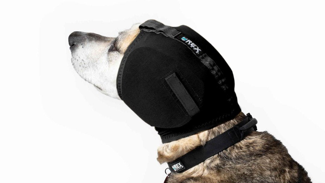 Hundegehörschutz Rex Specs Ear Pro