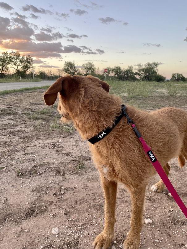Rex Specs Trailhead Leash Single, vielseitige Hundeleine