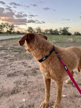 Rex Specs Trailhead Leash Single, vielseitige Hundeleine