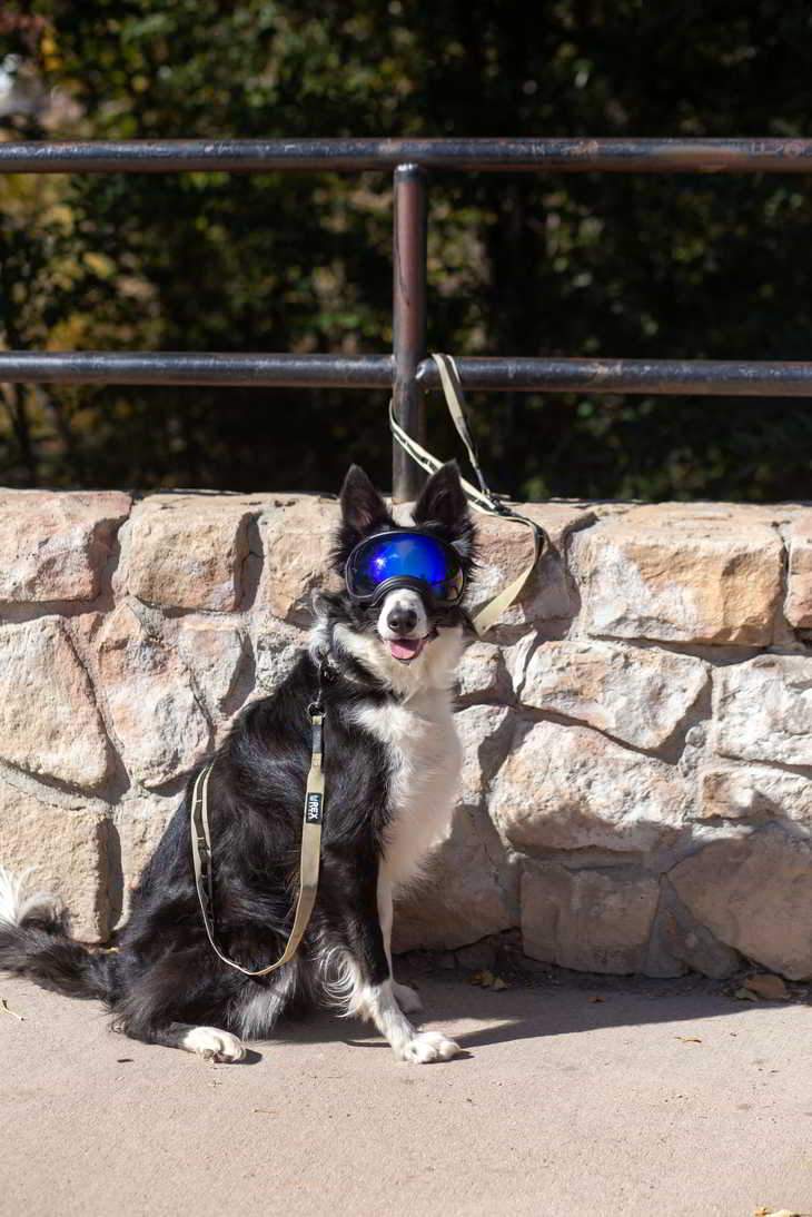 Rex Specs Trailhead Leash Dual Snap
