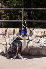 Rex Specs Trailhead Leash Dual Snap