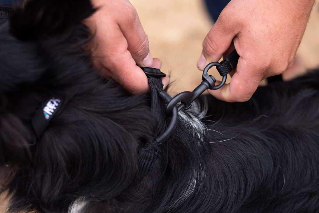 Hundehalsband Trailhead Collar