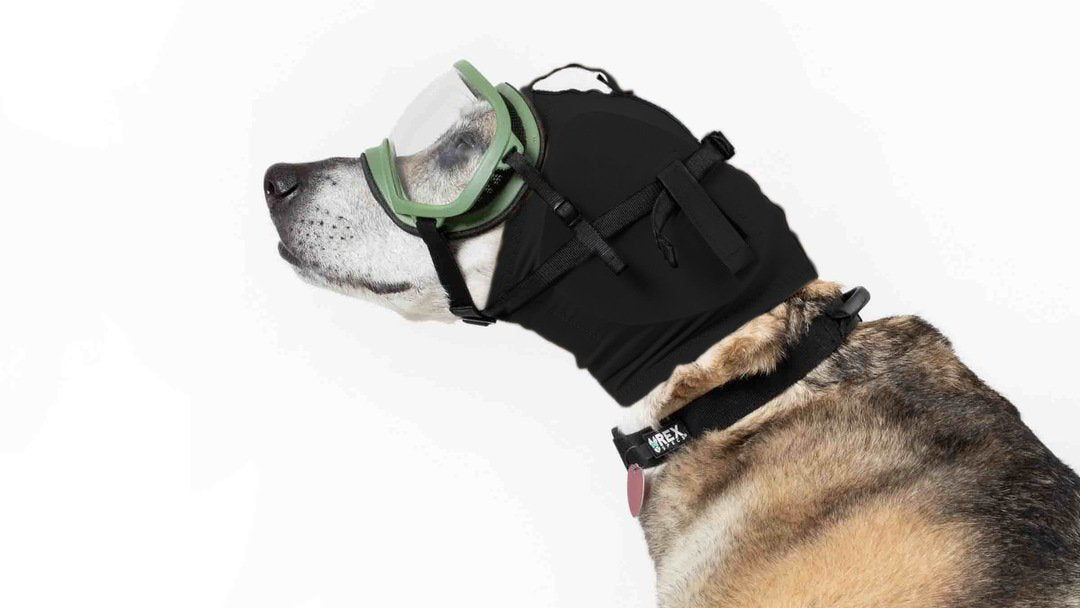 Hundegehörschutz Rex Specs Ear Pro