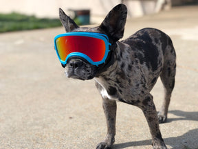 hund, boston terrrier mit hundebrille von rex specs