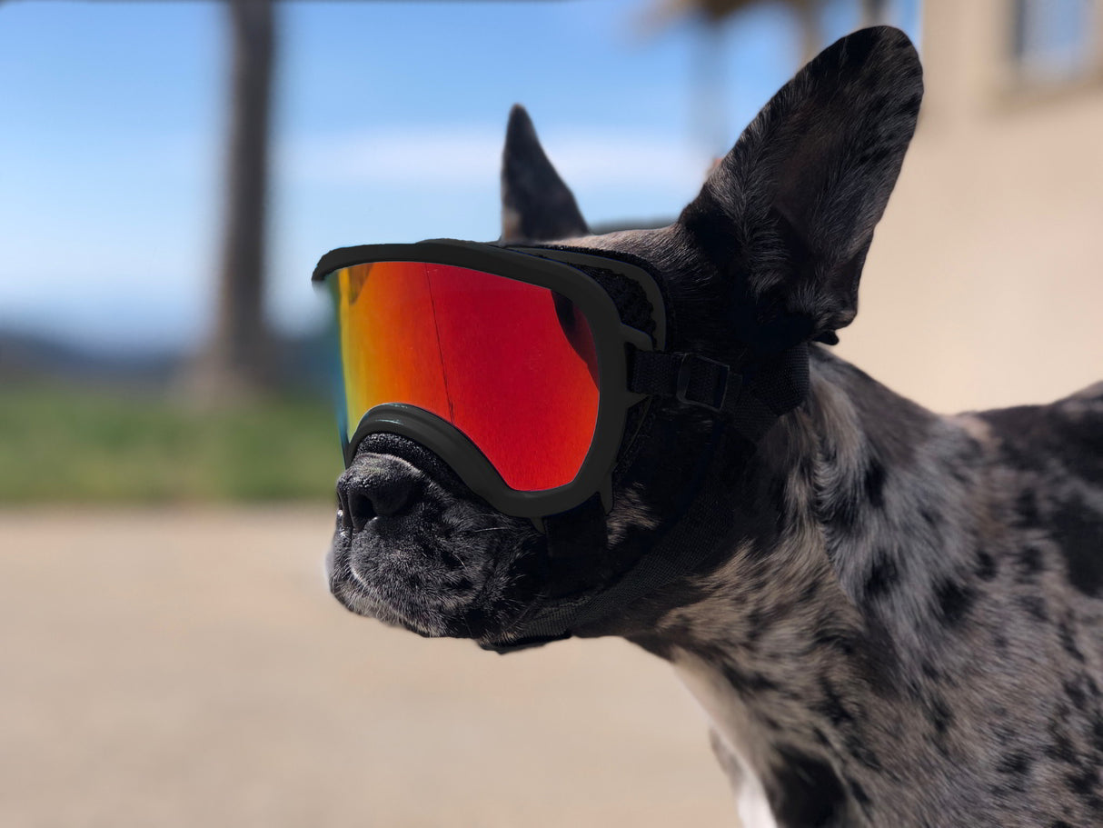 hund bosotn terrrier mit schwarzer hundebrille von rex specs