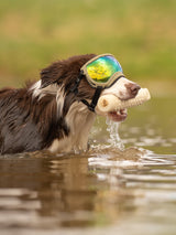 hund trägt hundebrille von rex specs und steht im wasser mit spielzeug im maul