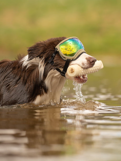 hund trägt hundebrille von rex specs und steht im wasser mit spielzeug im maul