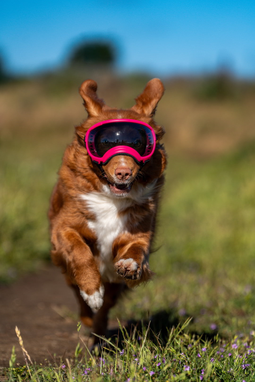 Hundebrille Rex Specs V2 Größe M