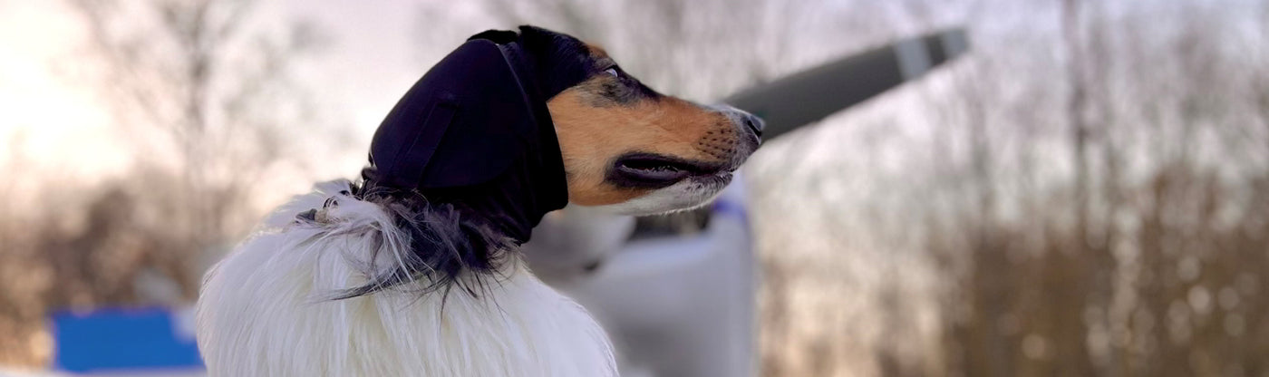 Hund mit Hundegehörschutz Ear Pro