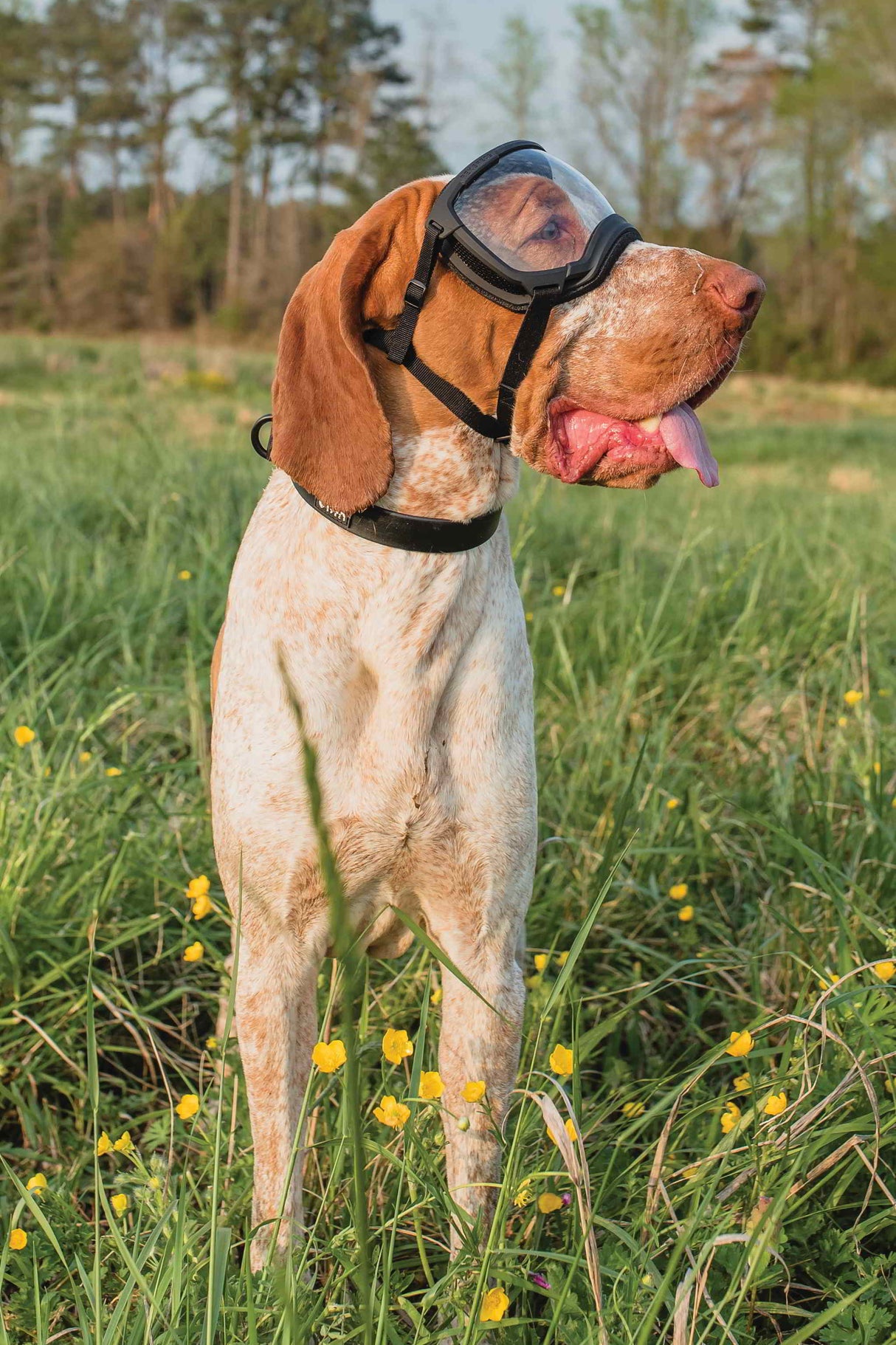 hund mit schwarzer hundebrille und schwarzen Halsband von rex specs