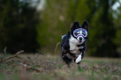 collie rennt über wiese trägt eine rex specs hundebrille