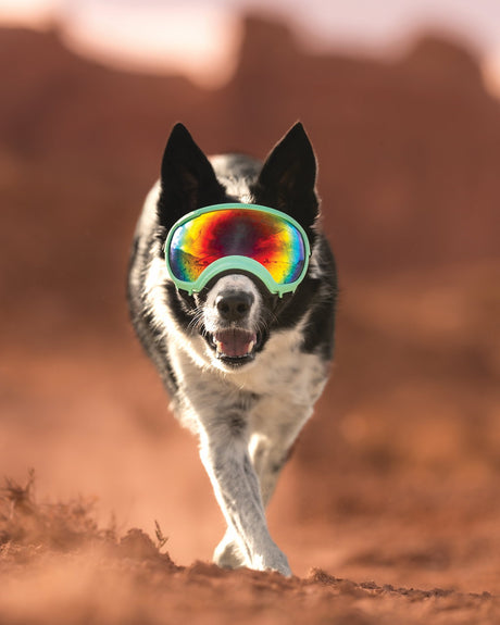 border collie trägt eine hundebrille