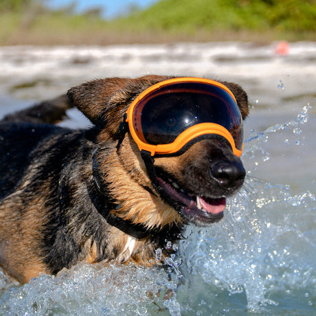Großer Hund trägt eine Hundebrille von Rex Specs und springt ins Wasser