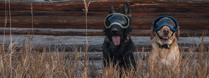 2 Große Hunde mit Hundebrille Größe XL