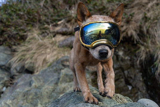 kleiner hund trägt hundebrille von rex specs in sonderedition fareb gold metallic