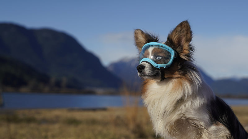 kleiner hund mit der hundebrille von rex specs