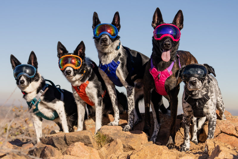 Eine gruppe von 5 Hunden unterschiedlicher Größe. Alle tragen die Rex Specs Hundebrille und Rex Specs Hundegeschirr