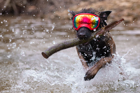 Hund im Wasser mit einem Stock im Maul und einer Hundebrille von Rex Specs auf dem Kopf