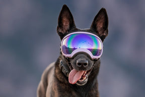 hund mit brille von rex specs