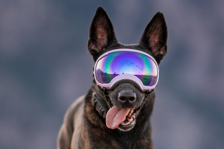 hund mit brille von rex specs