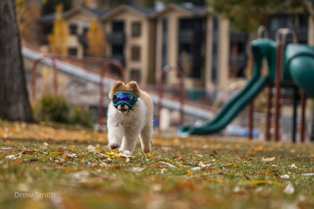 Hundebrille Rex Specs V2 Größe XS