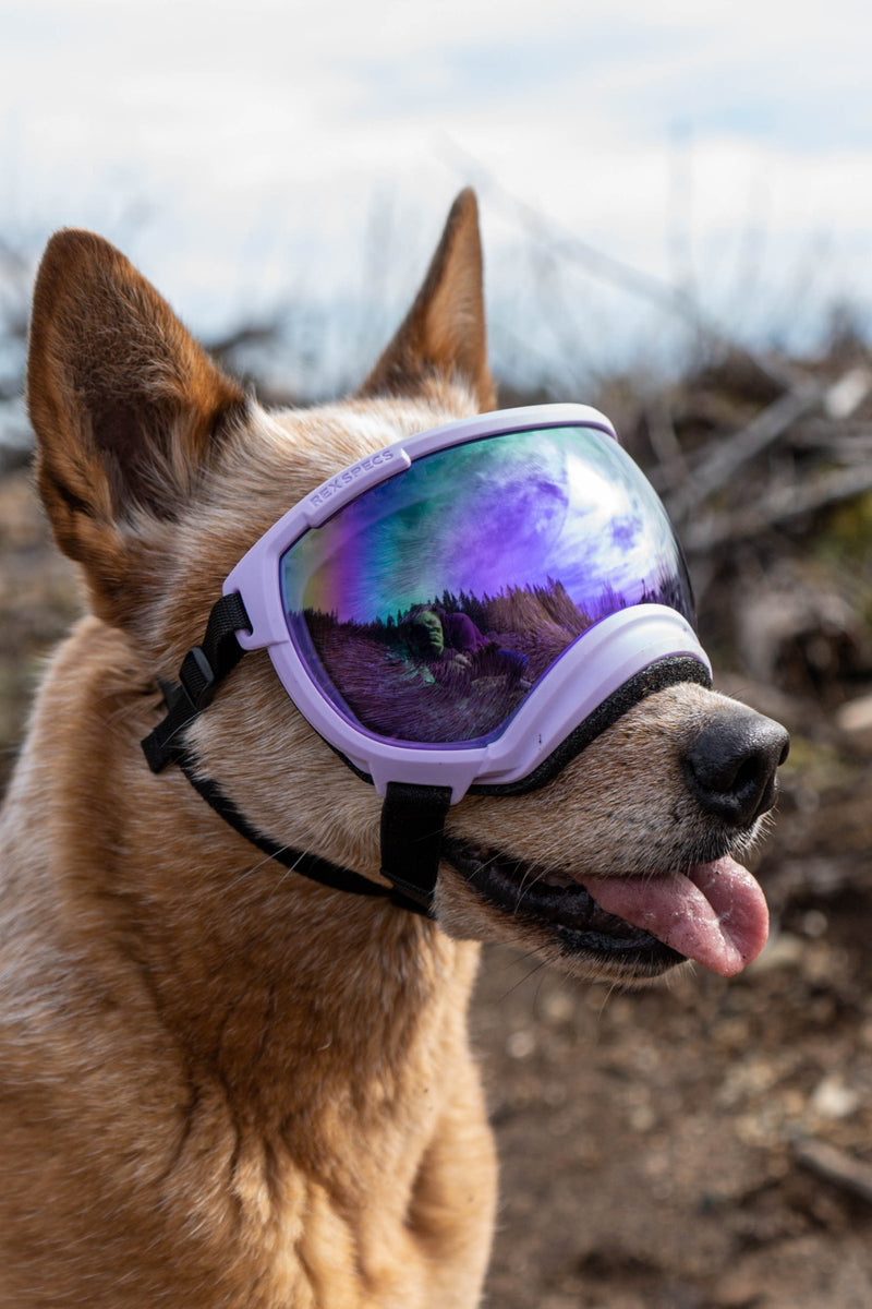 hellbrauner hund trägt die rex specs hundebrille rex specs