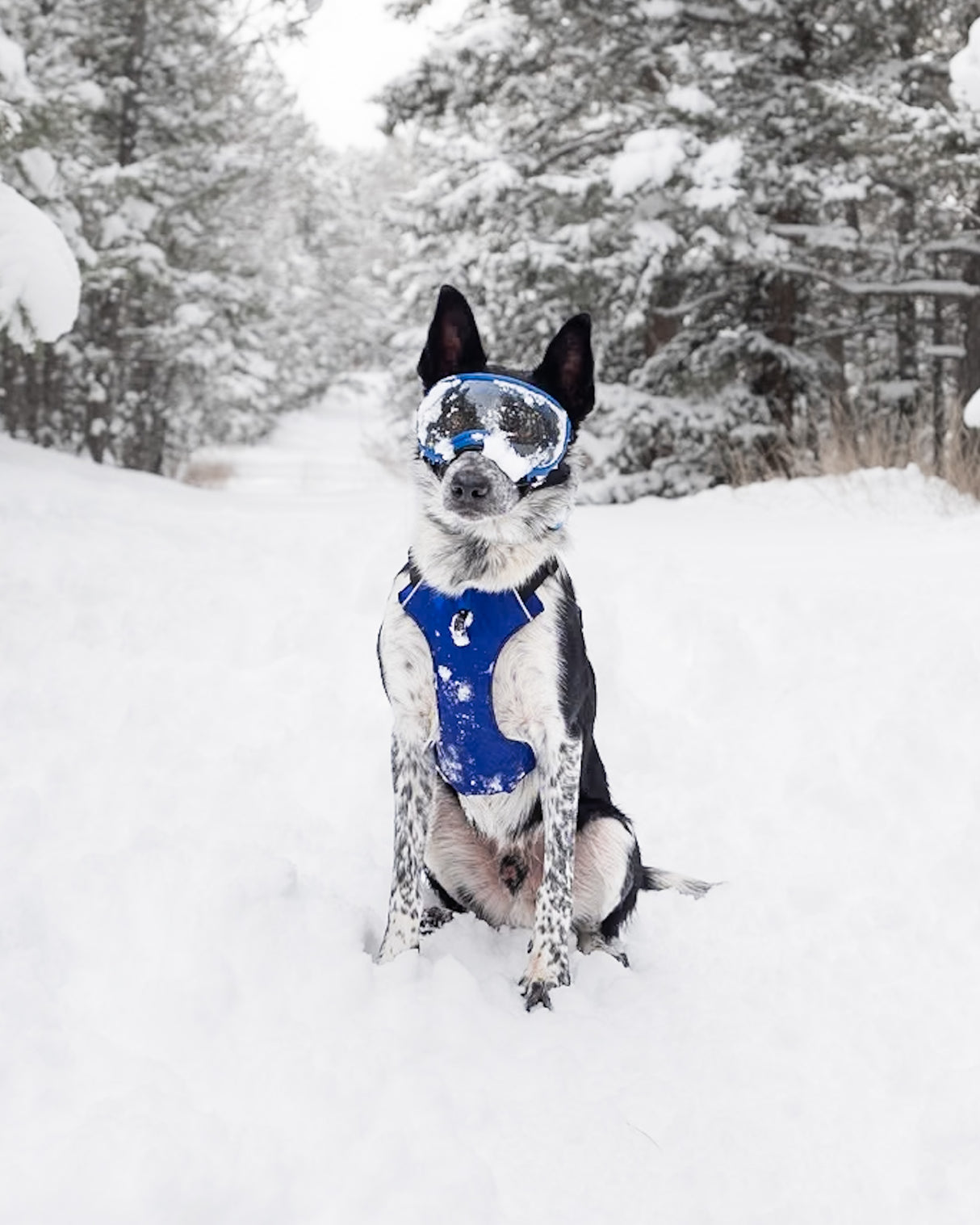 Rex Specs Trailhead Harness Hundegeschirr