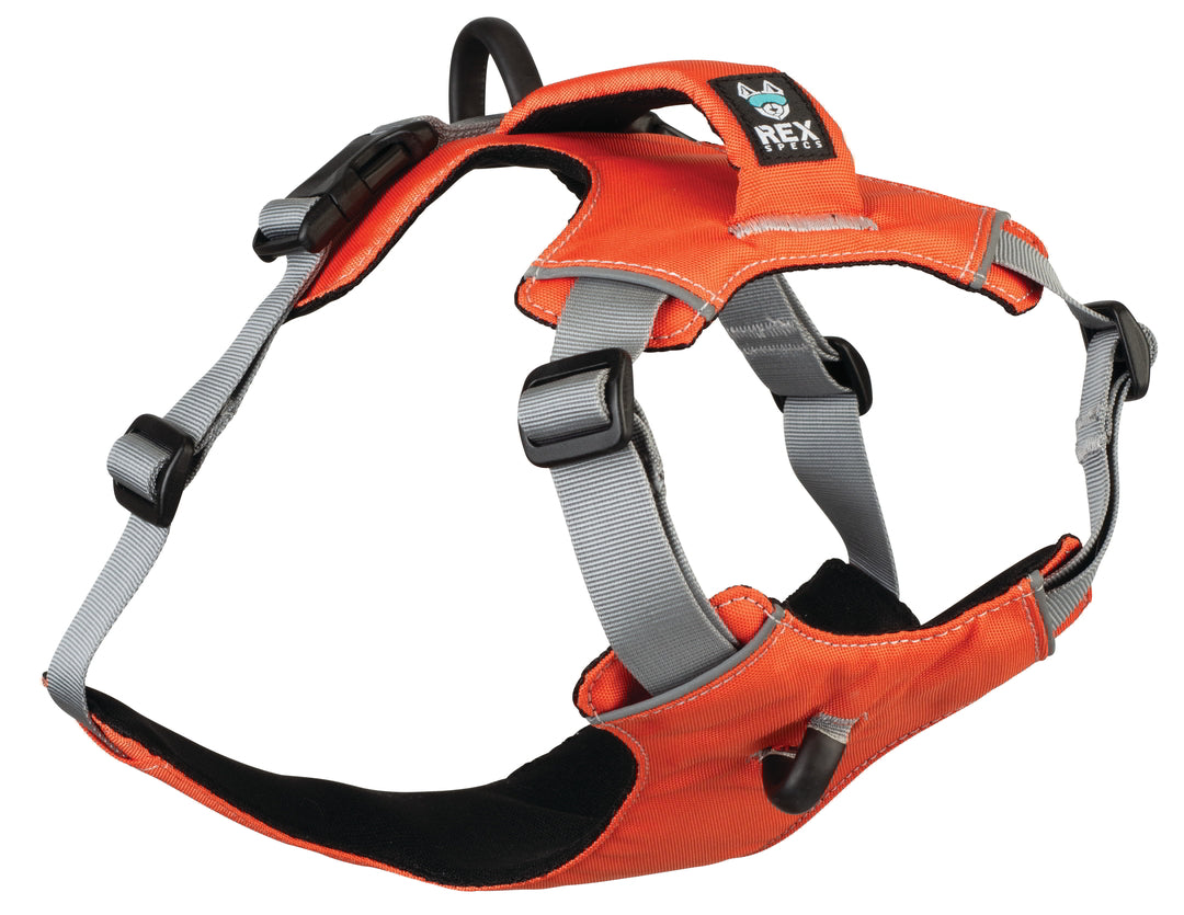 Hundegeschirr der Marke Rex Specs in de Farbe Orange