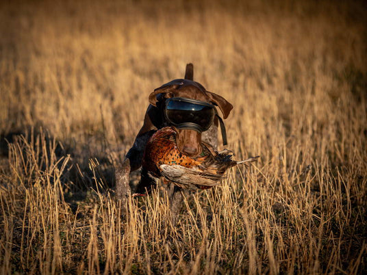 Jagdhund mit einer Hundebrille.