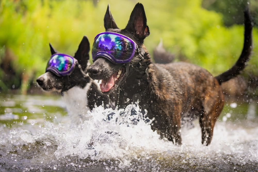zwei hunde laufen durch wasser und tragen hundebrillen von rex specs